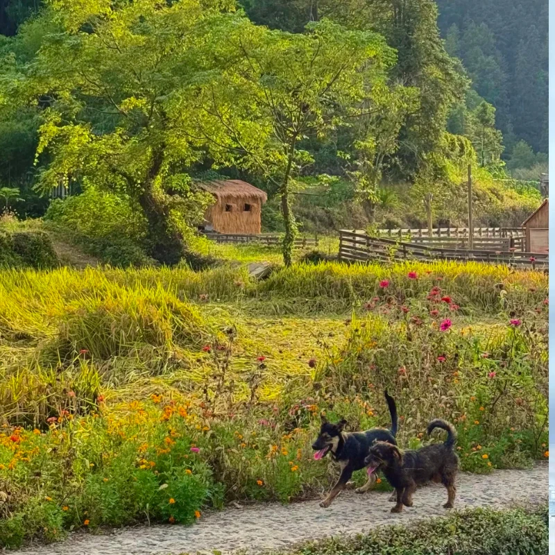 

JX Servo WP5323LV 23 кг Цифровой водонепроницаемый 6,0 В IP67 Стандартный сервопривод с металлической шестерней 1/8 1/10 Радиоуправляемые автомобильные и лодочные двигатели