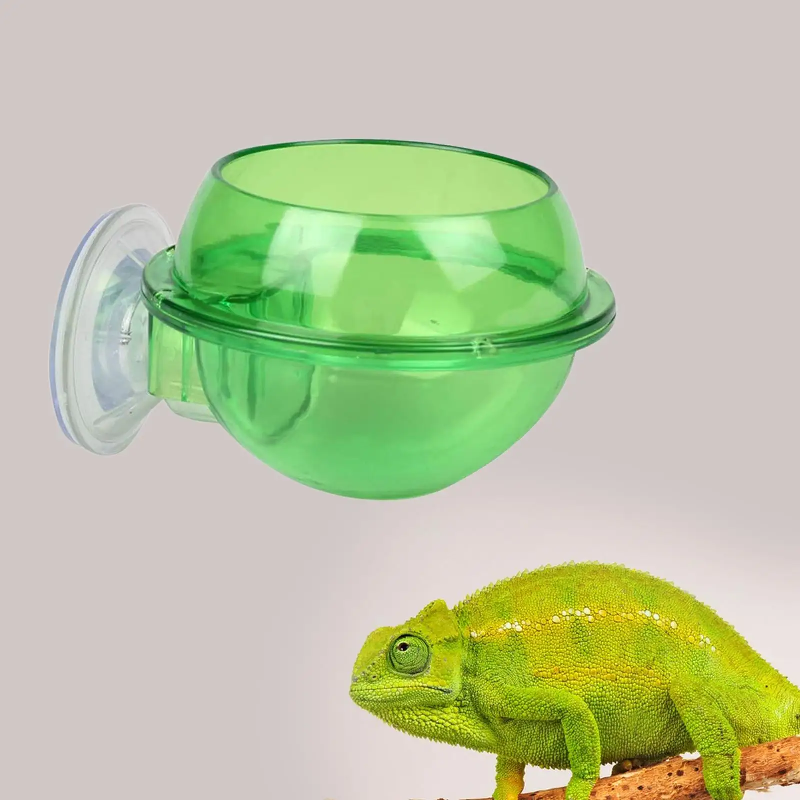 Reptile Feeder Bowl Amphibian Reptile Feeding and Watering Container Terrarium Reptile Waterer for Chameleon Bearded Dragon