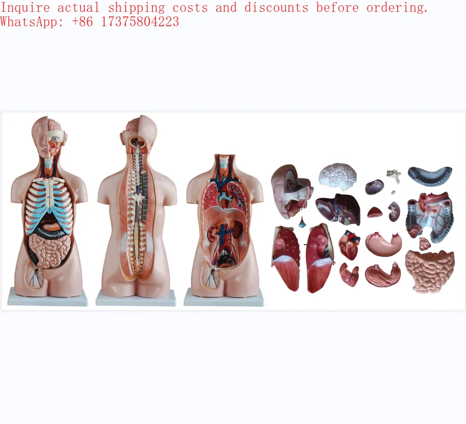 2026 85cm Sexless Human Torso with 20 Parts Medical Science Product
