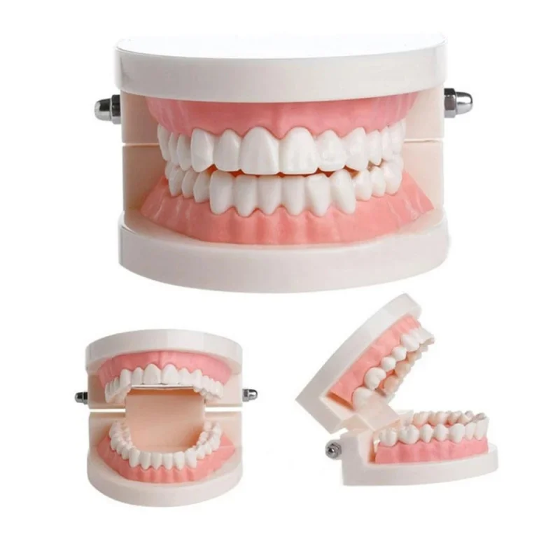 1/3PCS Dental Teeth Model Dentist student Model for Teaching Dentistry Material Dentist Tools Dental Lab Model