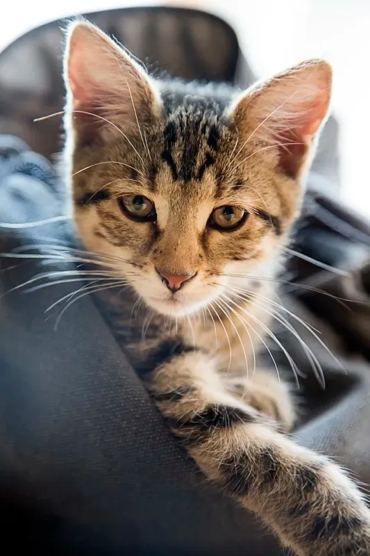 

2.2 in Wheel Tires for 1/10 SCX10 II 90046 SCX10 III AXI03007 SCX10 Pro TRX4 TRX6 Gen7 Gen8 D90 VS4-10 MST CFX RC Crawler