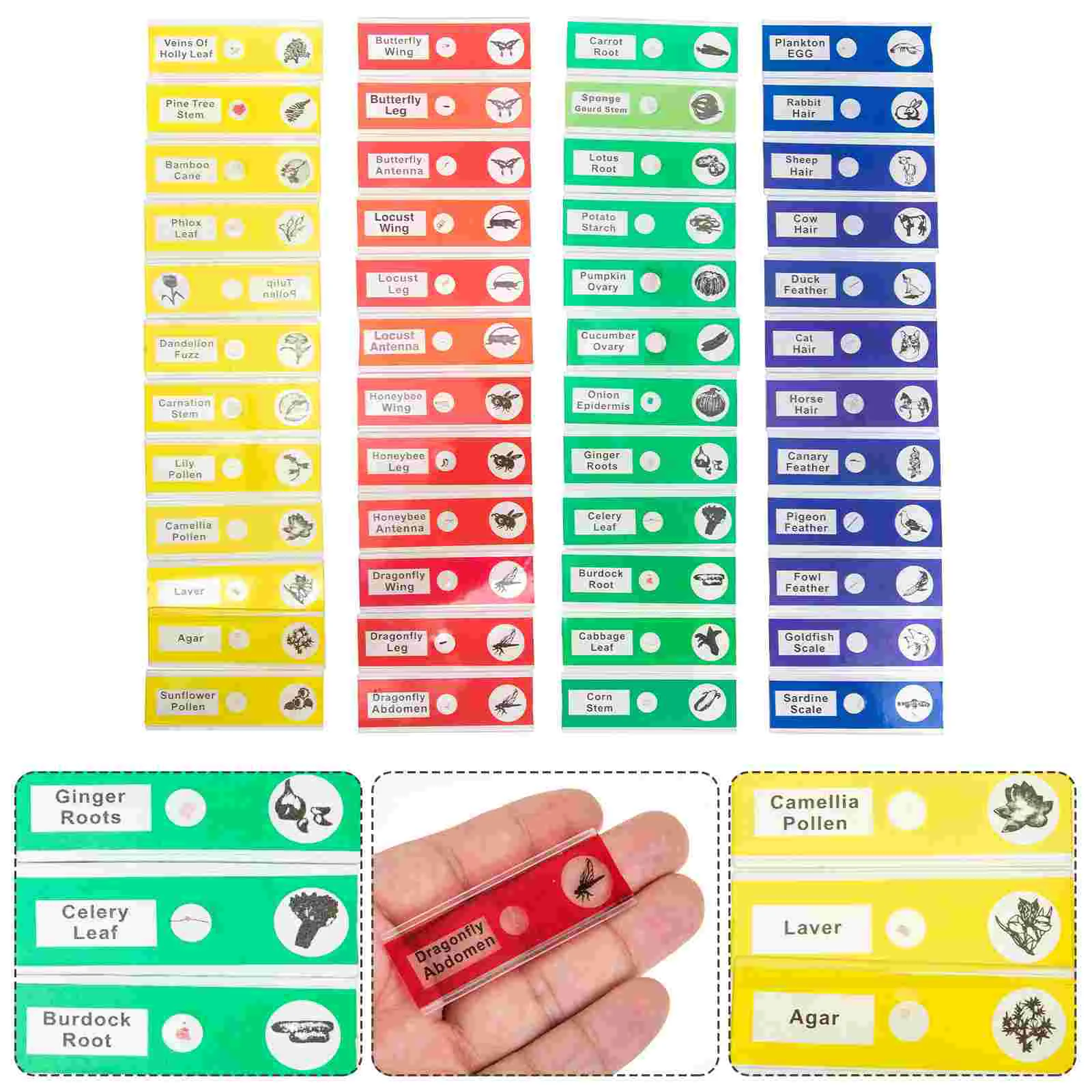 

48 Pcs Biological Specimen Slice Microscope Sample Slides Glass Assorted Collection Abs Plastic Insects