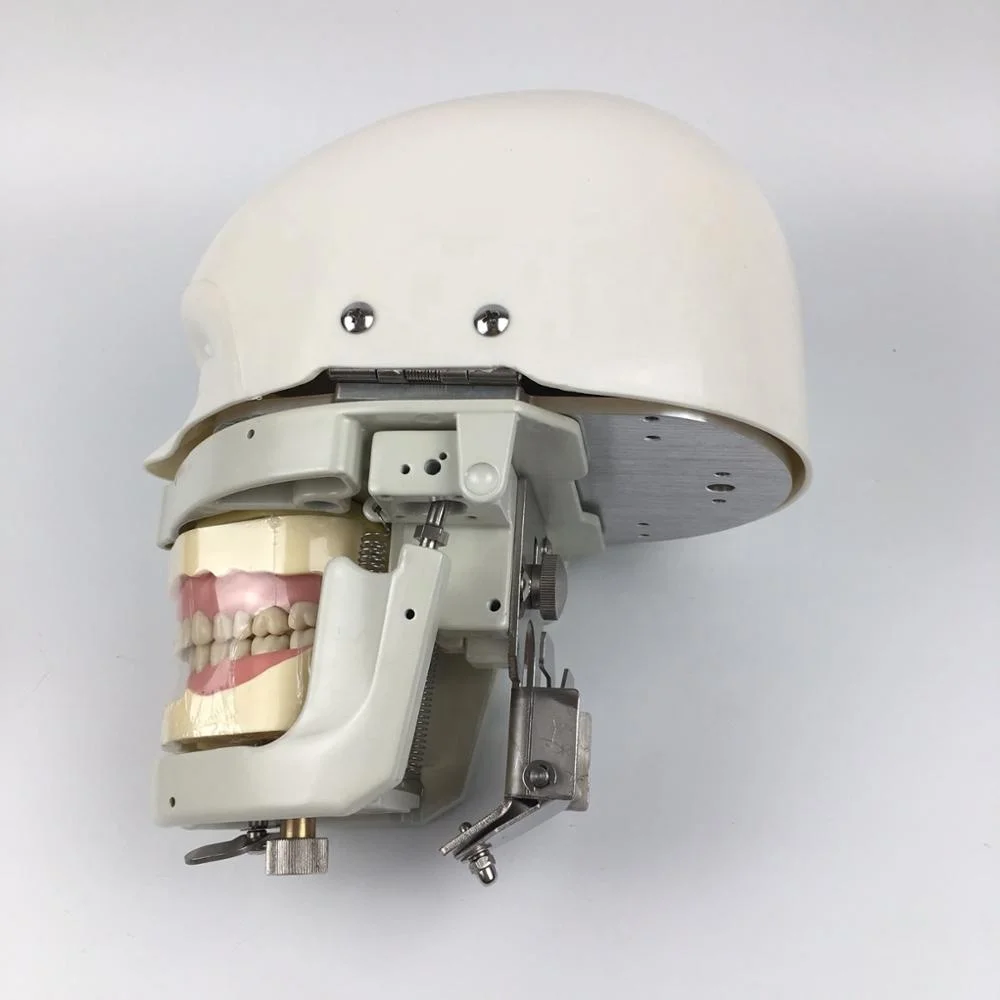 Dental Education Model Dental Manikins Phantom Head Model