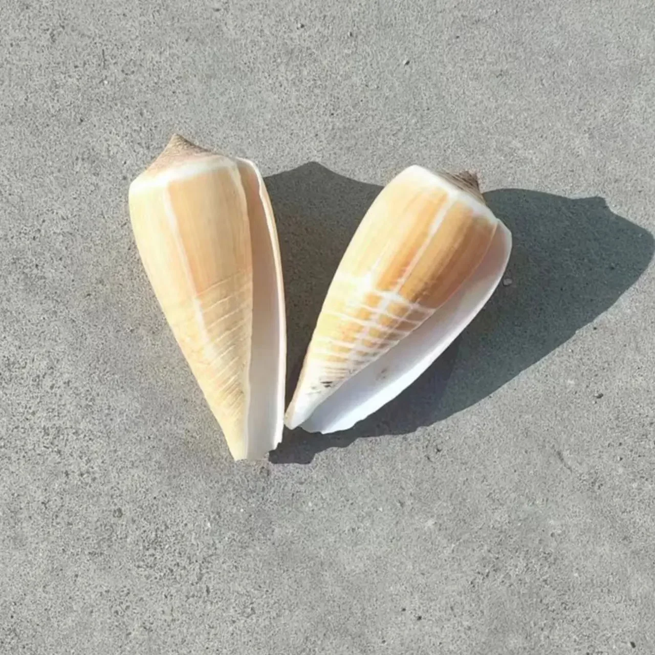 2pcs Conch Shell Natural Yellow Conch Shell Aquarium Fish Tank Landscaping Floor Decoration