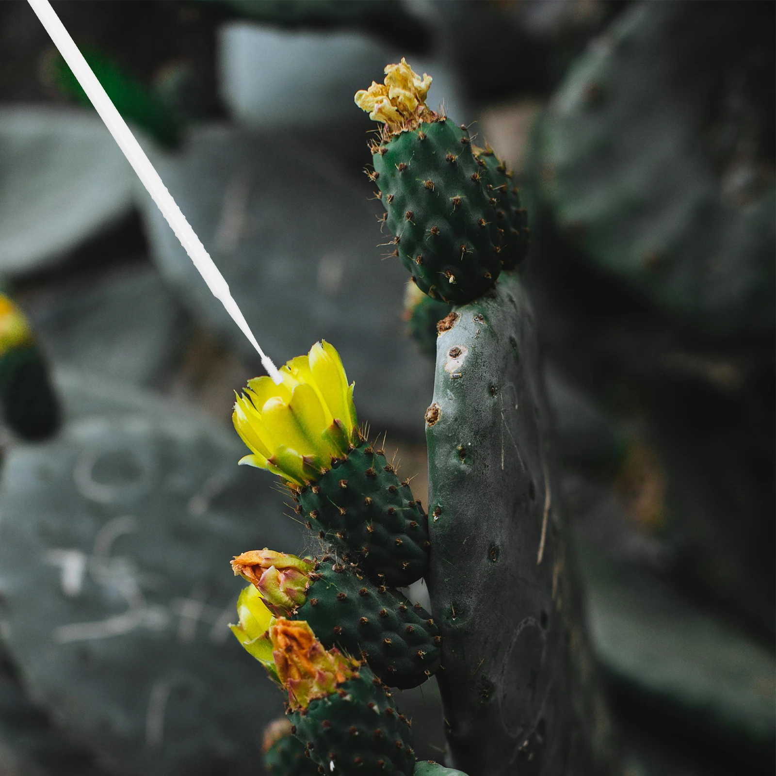 20 piezas herramienta polinadora recubierta de tiza planta suculenta Conophytum cepillo para polen de Aloe herramientas manuales de jardín blanco fácil de limpiar