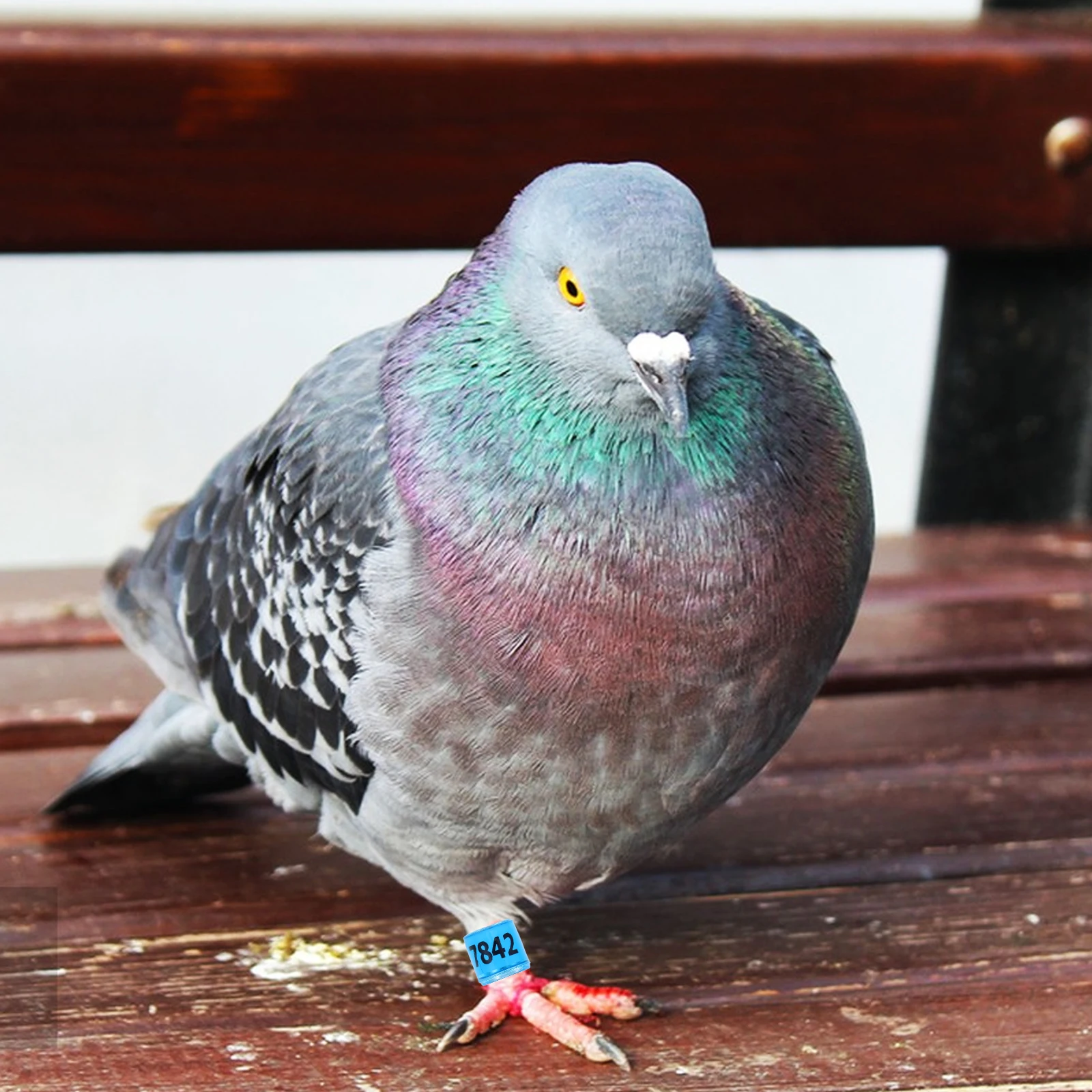 

50pcs Pigeon Foot Aluminum Plastic Racing Leg Bands Fade Resistant Breeding Countries Foreign Bird Leg