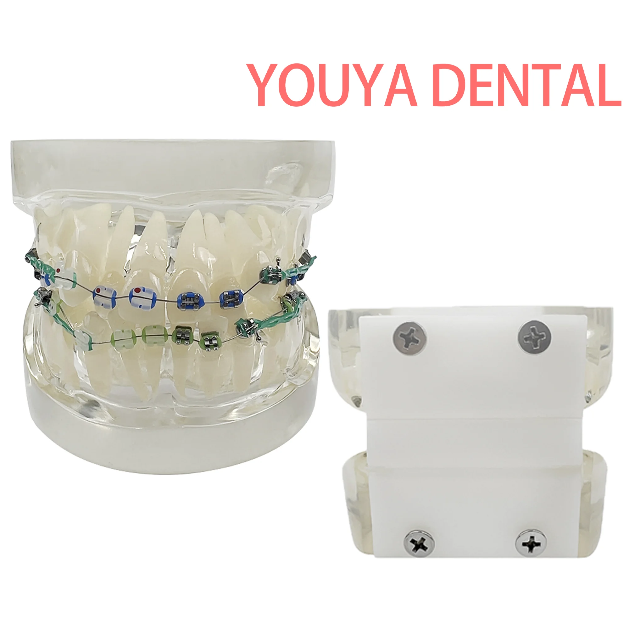 

Новая модель стоматологического ортодонтического лечения, стандартная обучающая модель, модель зубных зубов, модель стоматологического ортодонтического лечения