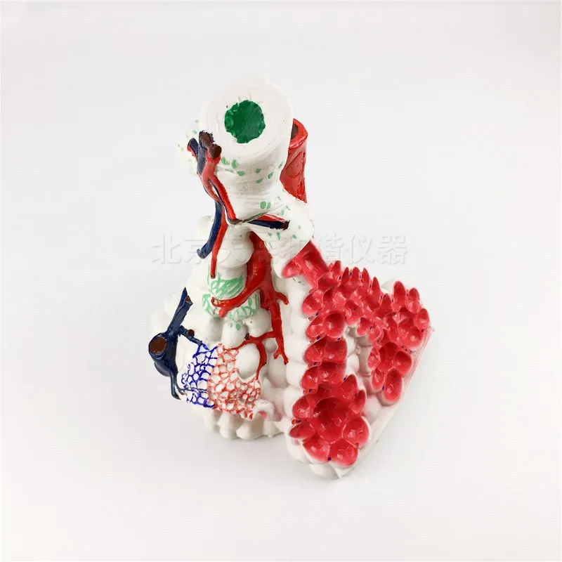 Lung bulb magnification model lung tissue structure model human anatomy experiment equipment