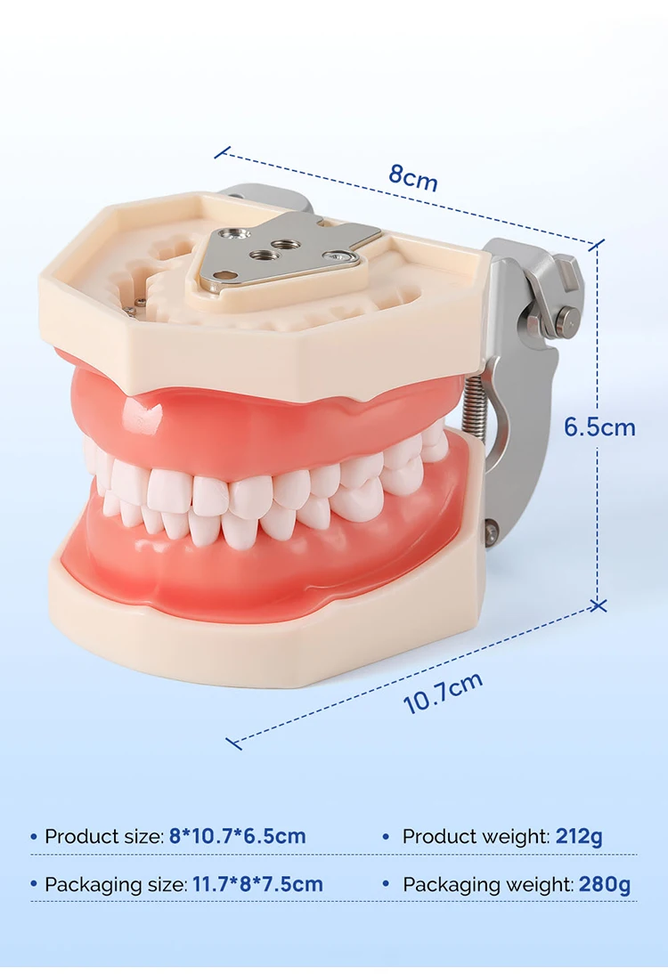 AZDENT Dental Standardzahnmodell 32-Zahn-Extraktionsmodell 1:1 Harzzähne Abnehmbares weiches Zahnfleisch Schraubendreher Zahnmedizinunterricht – Detail 9