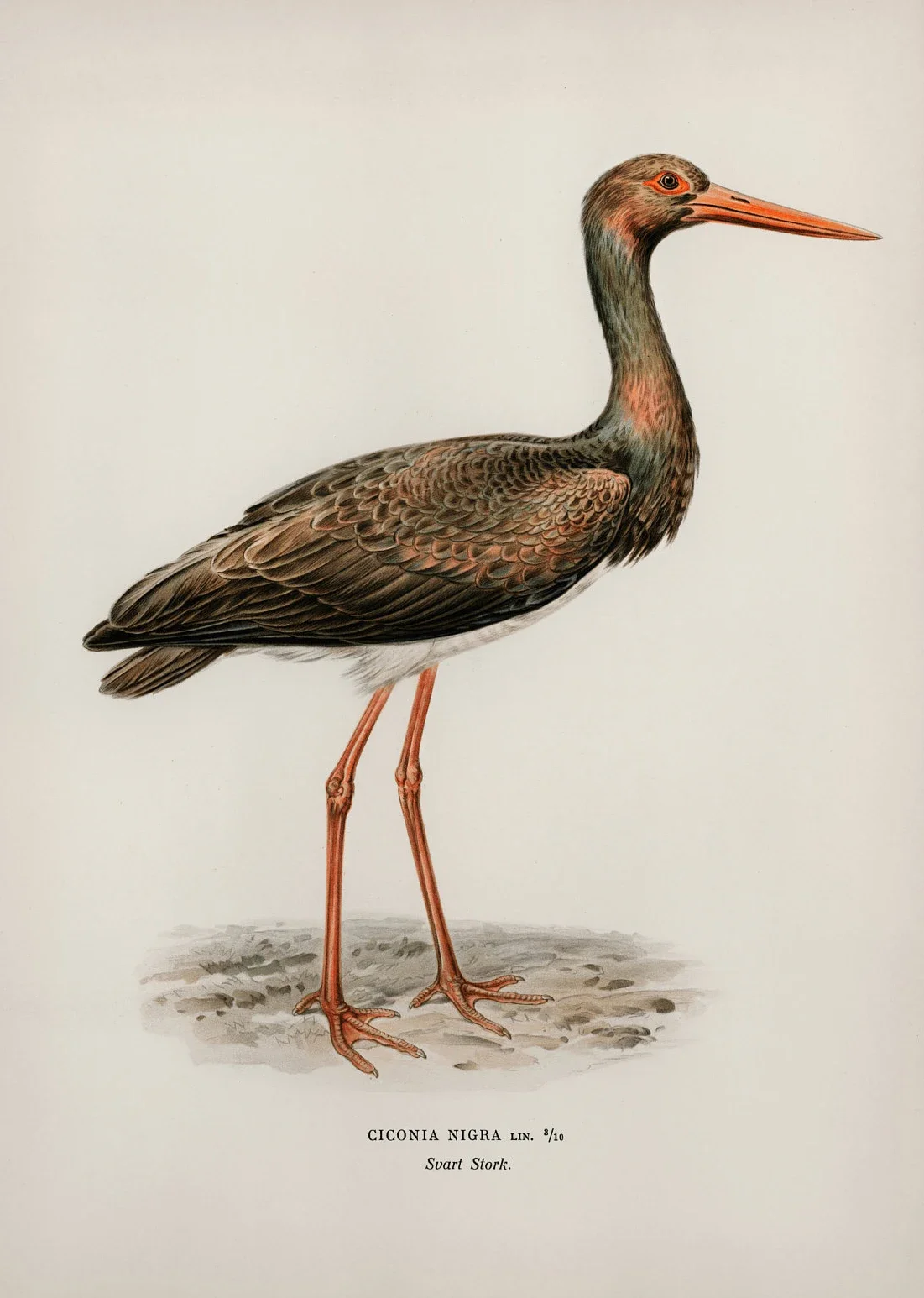 الكلاسيكية مجردة الطيور نوع عرض الحياة البرية قماش الملصقات الغابات صور فنية للجدران لغرفة المعيشة غرفة نوم نادي ديكور المنزل الحديث #1