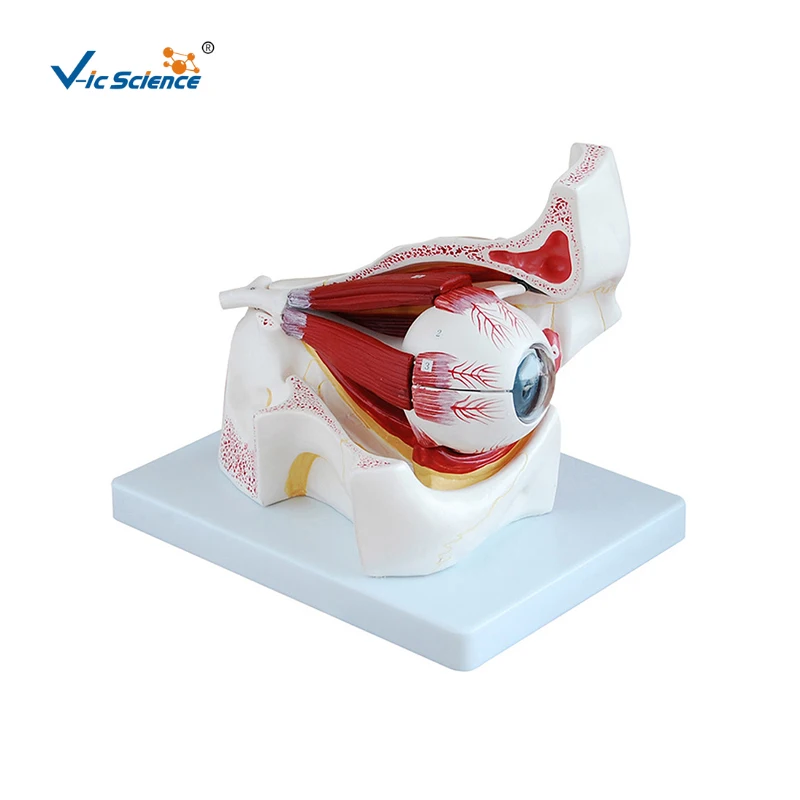 Eye with Orbit medical model human eye model enlarged eye anatomy model