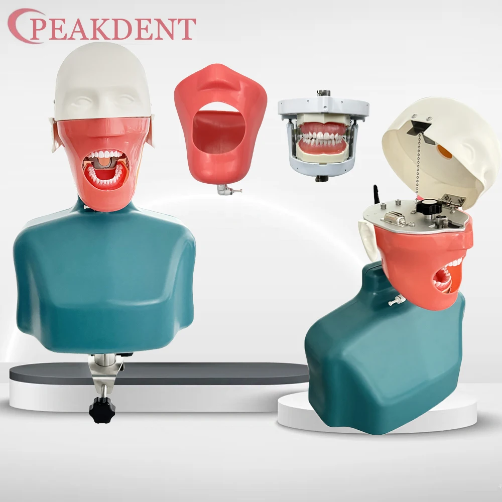 Typodont جهاز محاكاة الأسنان نموذج رأس بسيط رأس فانتوم للأسنان مع الأسنان لممارسة التدريس وحدة معدات طبيب الأسنان #1