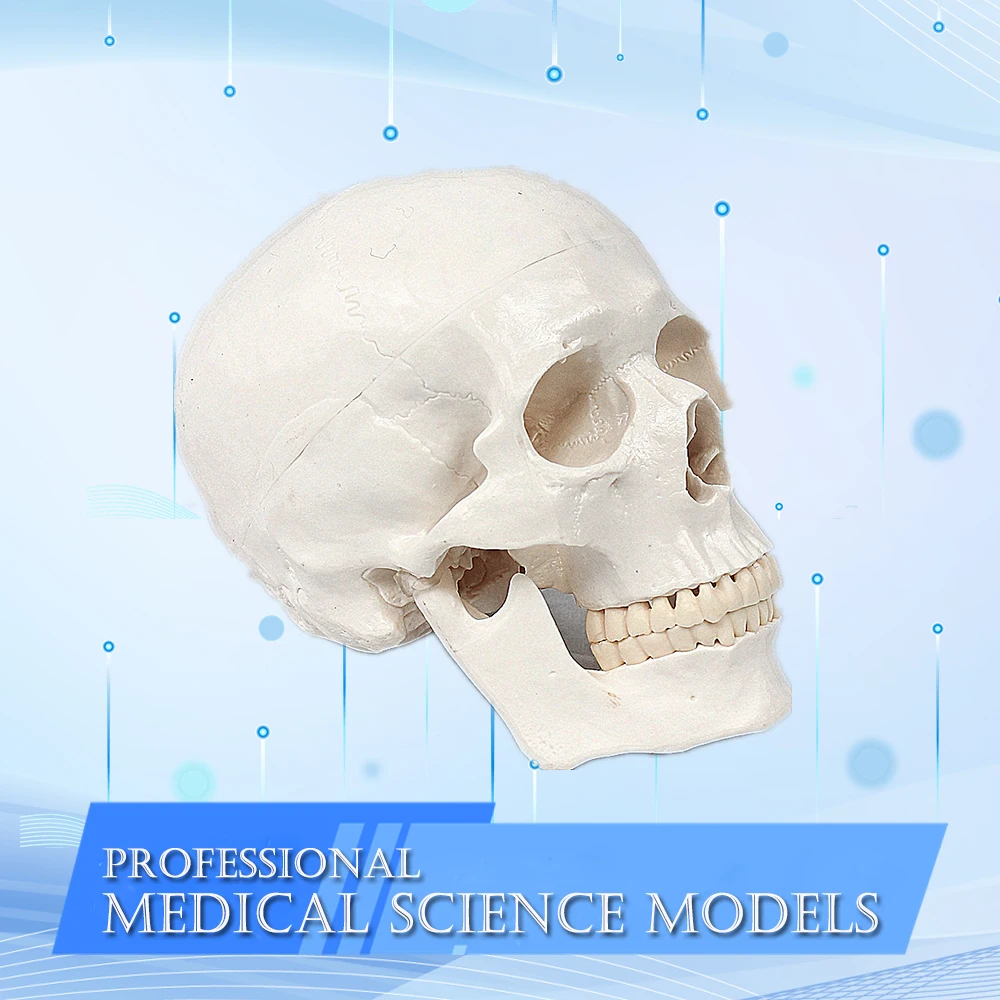 

1:1 Human Anatomical Model Medicine Skull Human Anatomical Anatomy Head Studying Anatomy Teaching Supplies Skull Model