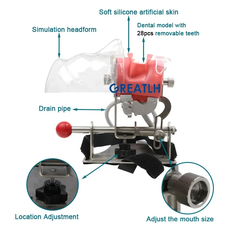 Dental Simulator Phantom głowa Model dla dentysty nauczanie praktyka szkolenie badanie narzędzie stomatologiczne