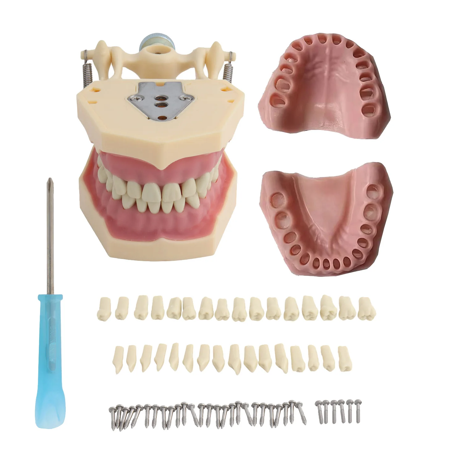 Frasaco AZ-3 32 szt. Zestaw zębów do modelu dentystycznego Model zębów nauczanie zębów dentystycznych Model zęba standardowa demonstracja zębów