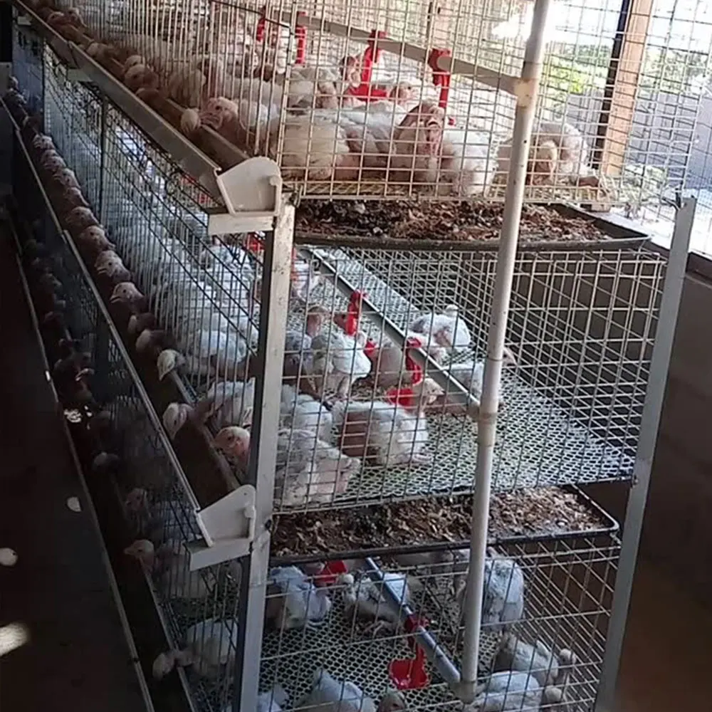 

Automatic H Type 4tier Battery Chicken Cage Broiler Layer Poultry Farm 1000 Birds Animal Broiler Cage for Sale