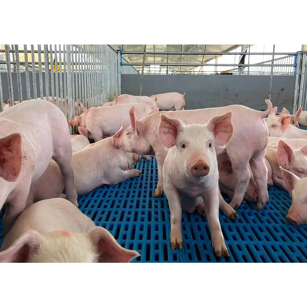 wholesale excellent custom new product durable pig farm equipment durable pig fattening crate