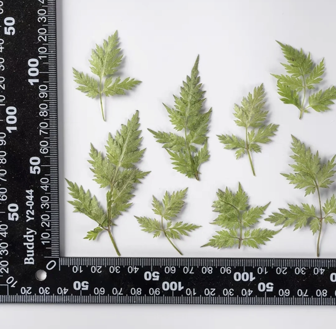 

120pcs Pressed Dried Delphinium grandiflorum Leaf Flower Herbarium Resin Epoxy Jewelry Bookmark Frame Phone Case Makeup Lamp