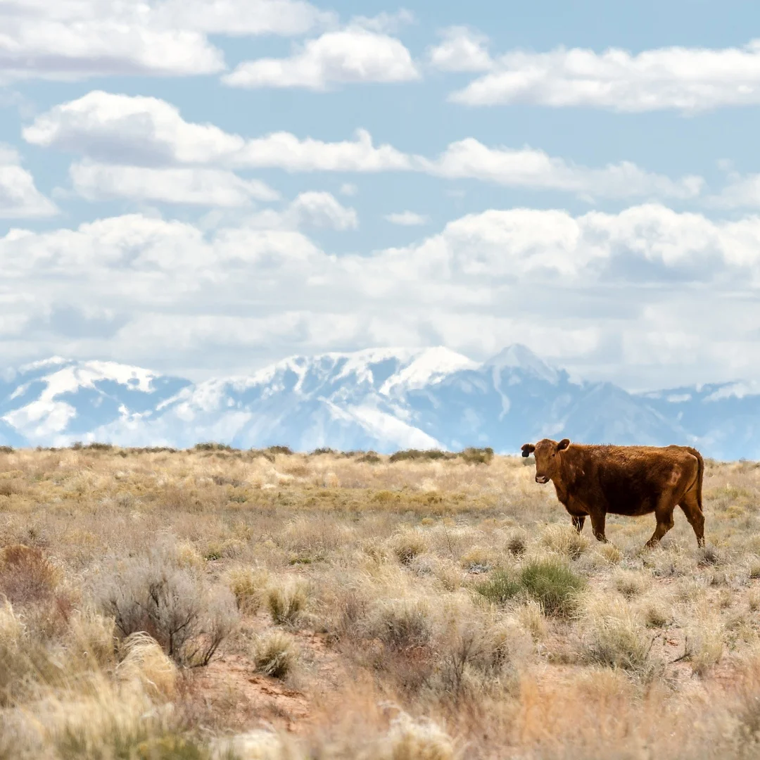 

2025 New For Audi A6 C7 A7 2012-2018 Android bluetooth Car Radio Multimedia Player Carplay Screen Stereo Head unit GPS Navigatio