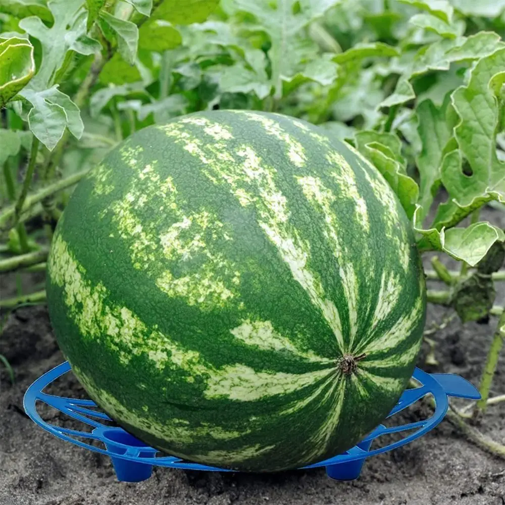 Plastic Watermelon Stand Anti- Rotting Plant Support Fruit Tray Stable Design Hollow Out Fruit Bracket Fruit Grow