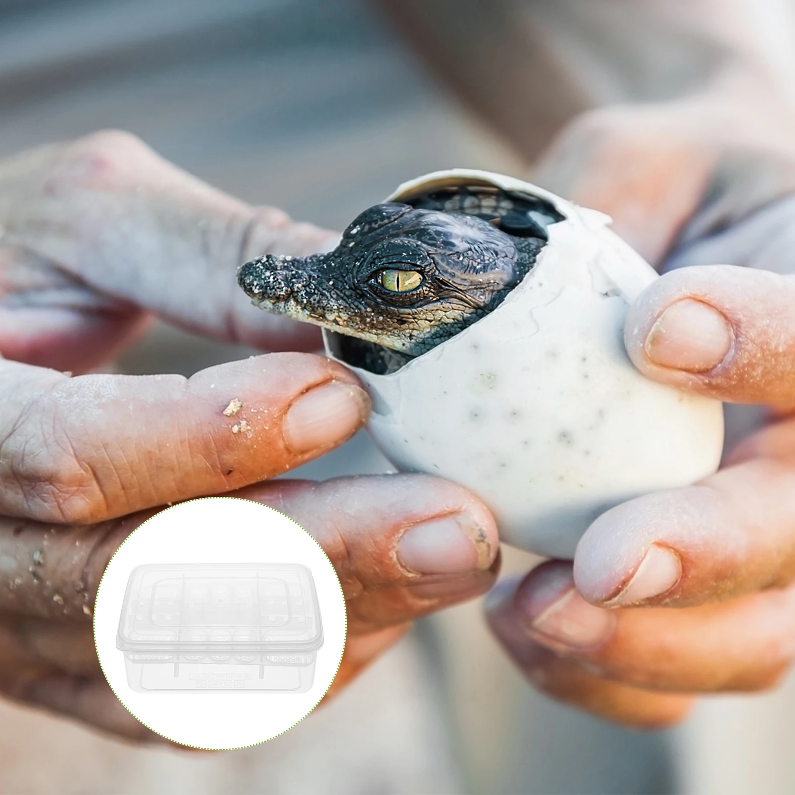 

2Pcs 16 Cell Reptile Incubation Tray with Thermometer Support Clear Hatchery Box for Small Reptile Egg Breeding