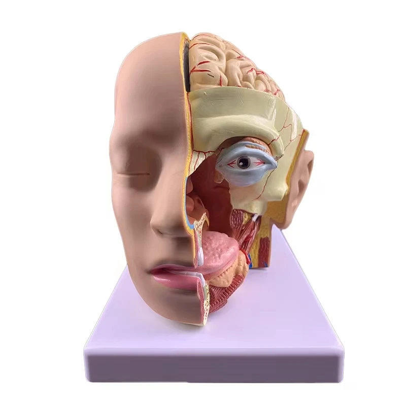 HOT Medical Head with Brain Anatomical Model Eye Face Median Section Teaching 3D Students Anatomy Toy Education