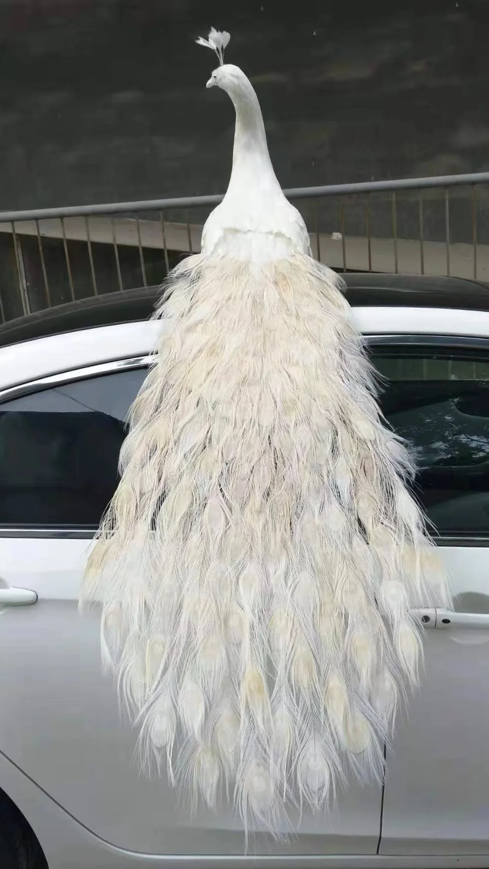 big creative simulation peacock model foam& feather white peacock gift about 120cm xf2999