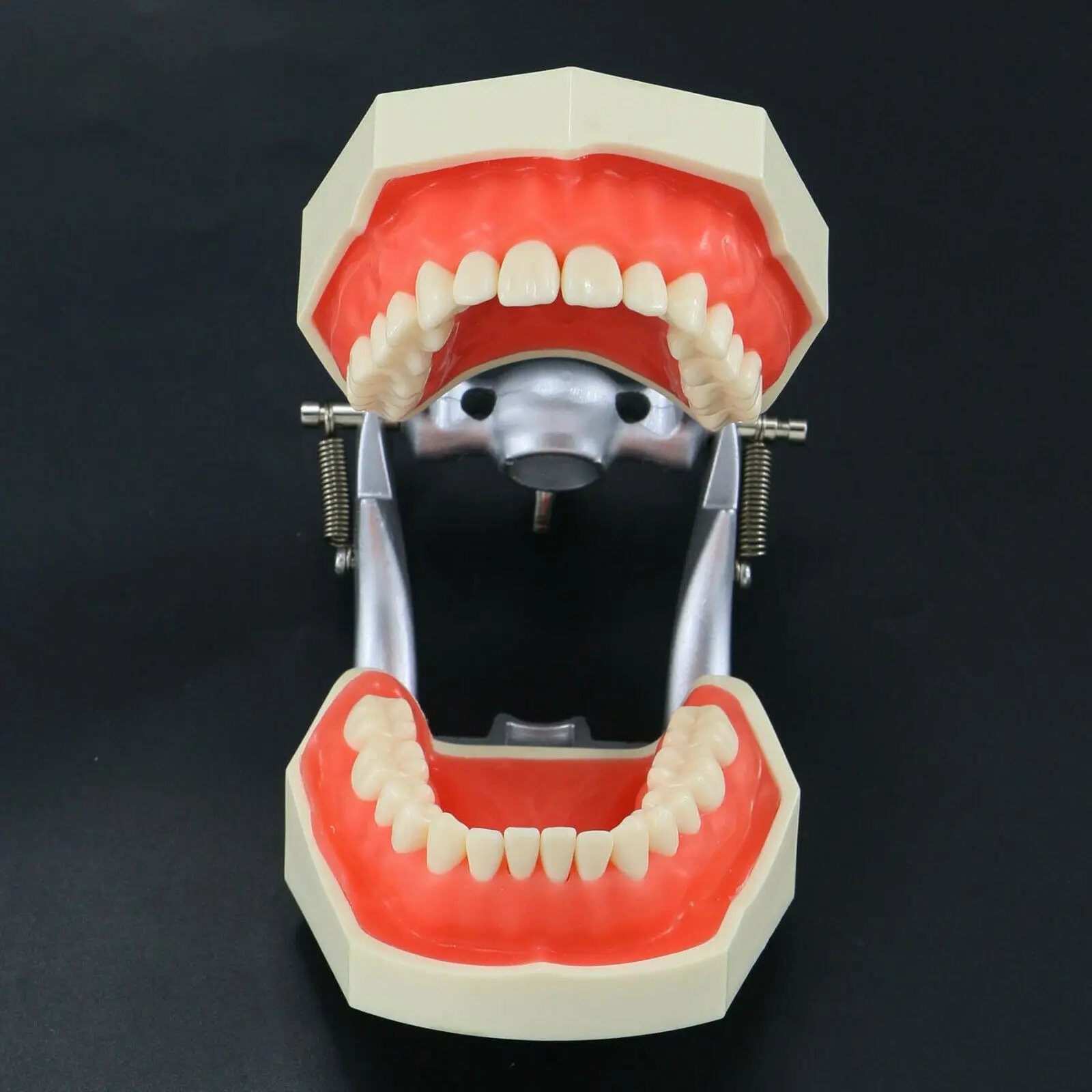 Kilgore NISSIN estilo Dental Typodont modelo 28 Uds dientes atornillados de repuesto M8011