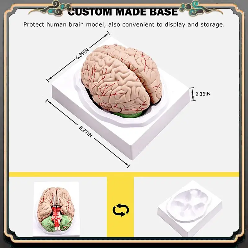 

Reliable-2X Human Brain,Life Size Human Brain Anatomy Model With Display Base, For Science Classroom Study & Teaching Display B