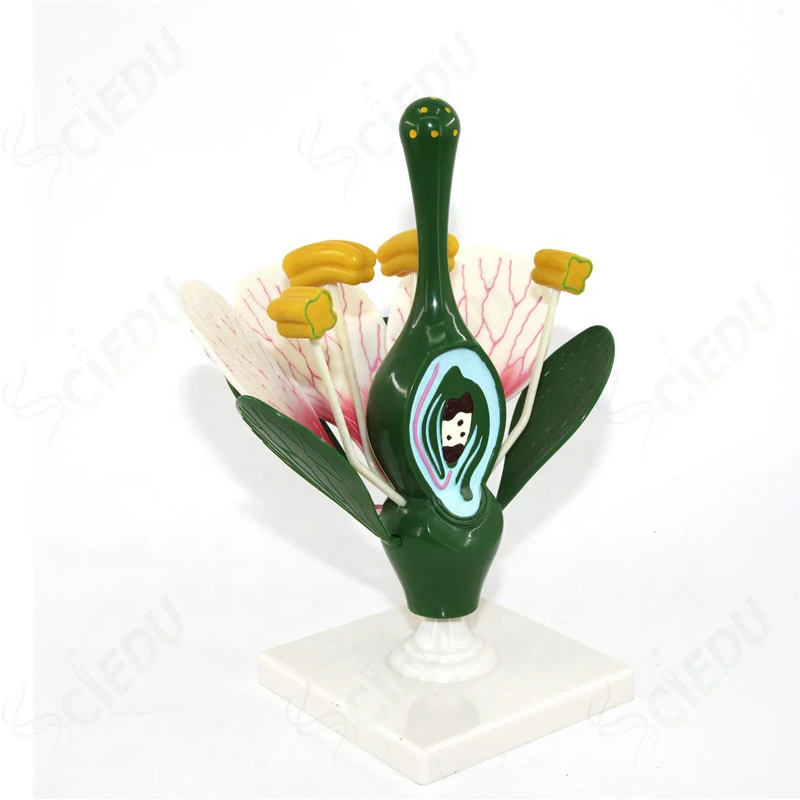 Medical Anatomy Education Flower Plant Model Biology Teaching Medical Education Flower Plant Model Biology Plant Model