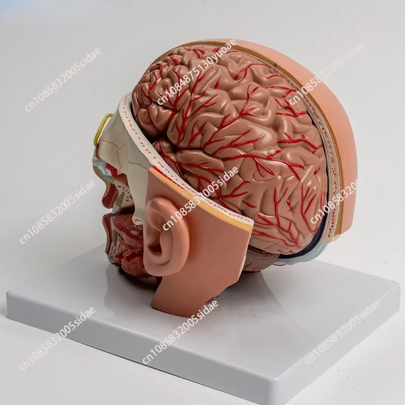 人間の解剖学の頭の頭蓋骨,教材,脳,解剖学的モデル