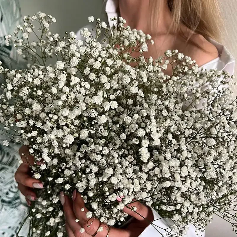 White Natural Dried Gypsophila Baby's Breath Dried Flowers Gypsophila Arrangement Home Decoration Wedding Table Decor Floral DIY