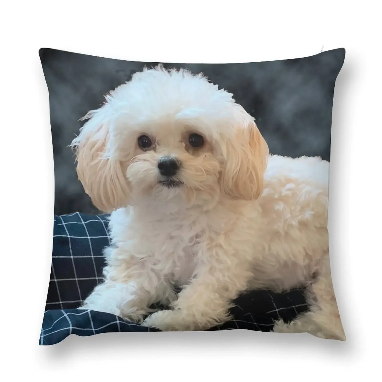 

Maltipoo Love. Beautiful little dog with long silky white hair. Throw Pillow Christmas Cushion For Home pillow