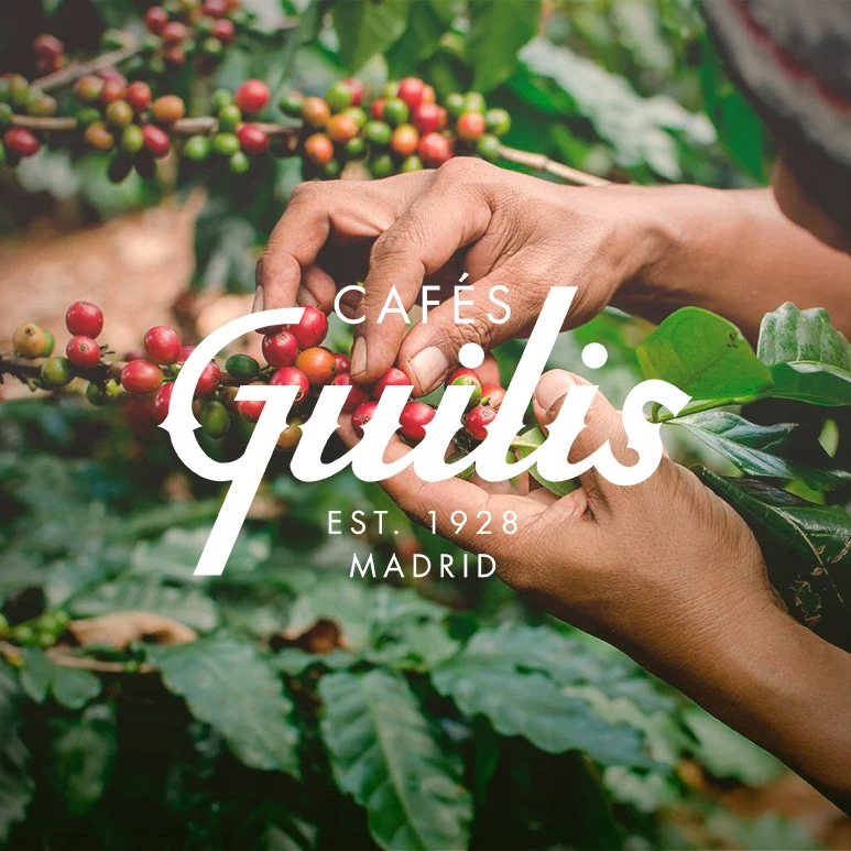 طقم حبوب البن ، Guilis ، 2 اسبريسو