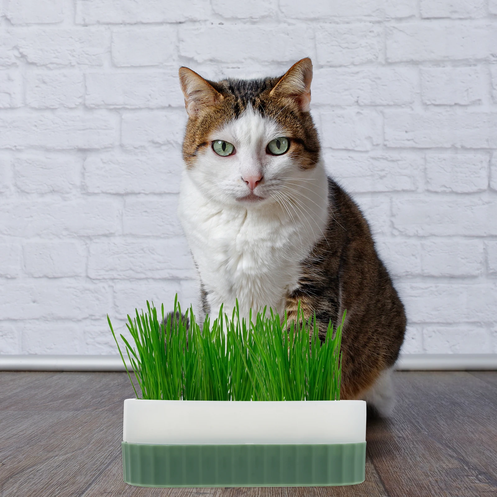 

Cat Grass Planter Box Hydroponic Catnip Seed Pot Nursery Tray Supplies Retro Design Friendly Environment Safety Soilless Culture