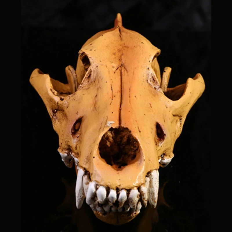 

Detailed Wolf Skull Replicas Resins Craft Animal Head Skeleton Model for Halloweens Decors Animal Anatomy Enthusiasts