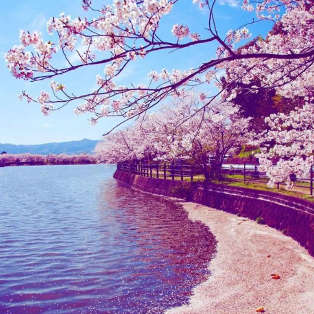 

Для HP 952 953 954 955 952X 953X 954X 955X СНПЧ Система непрерывной подачи чернил без чипов Для HP 7740 8210 8710 8720 8730 8740