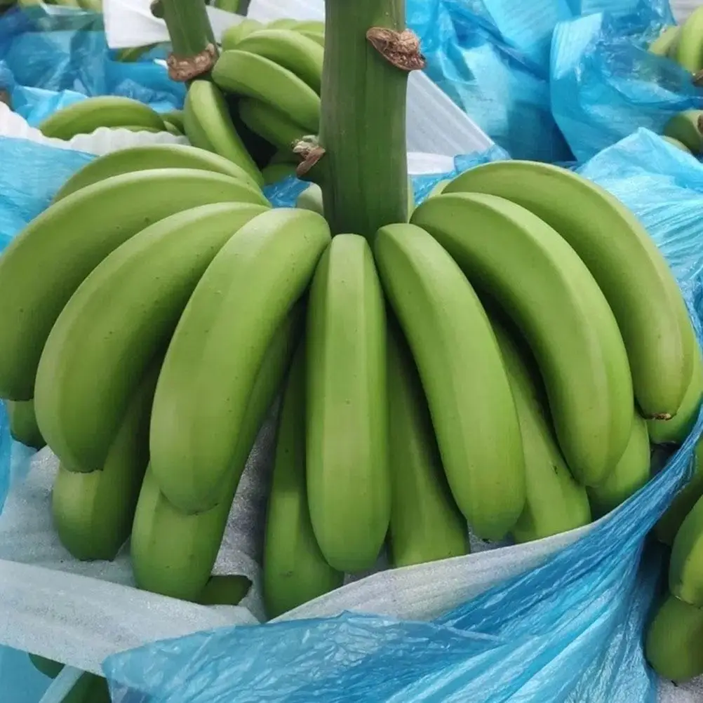 5 Buah Tas Robek Pisang Penutup Pelindung Buah Dapat Digunakan Kembali Tas Tumbuh Anti Beku Tahan Hujan Aksesori Berkebun Warna