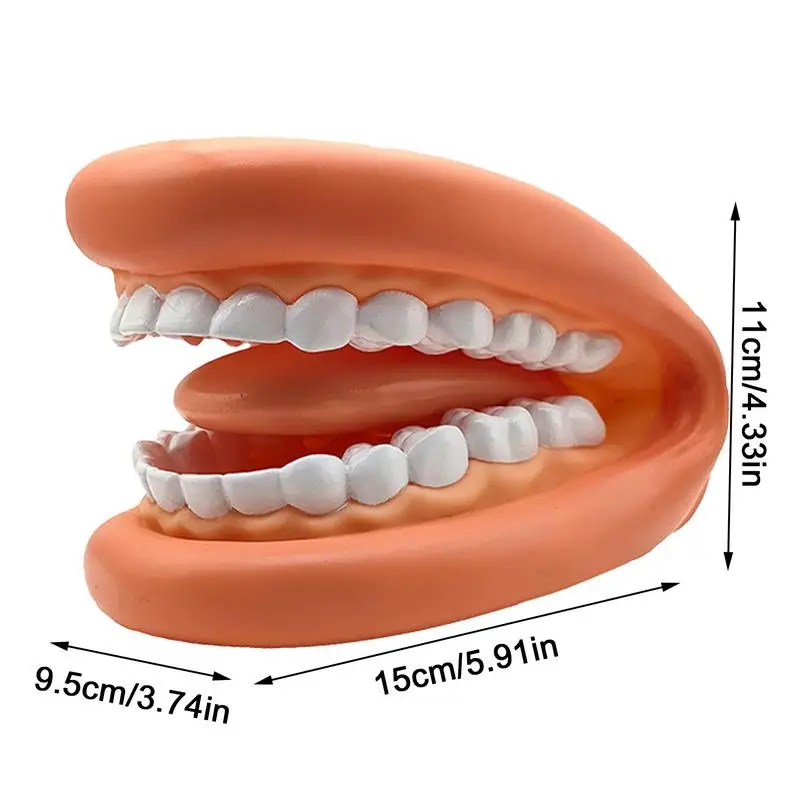 Standard Dental Model Oral health care tooth model kindergarten teaching aids children's brushing toys Education Studying Tools