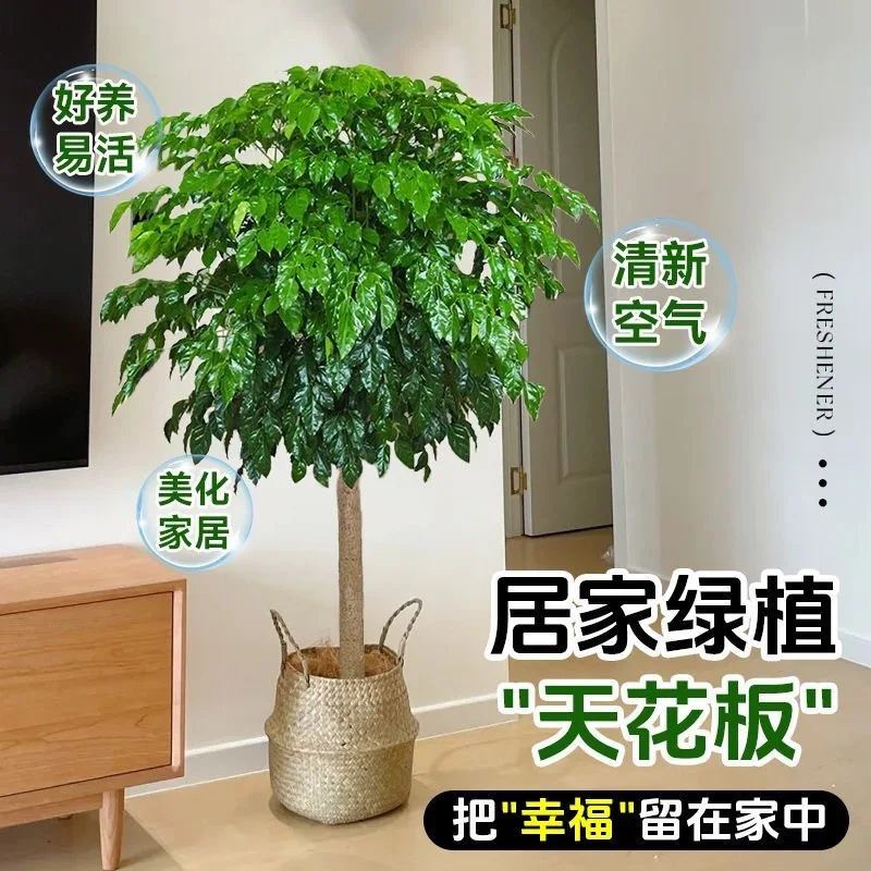 Happiness tree living room large potted old pile green plants indoor and outdoor peace tree bonsai formaldehyde absorbing plants