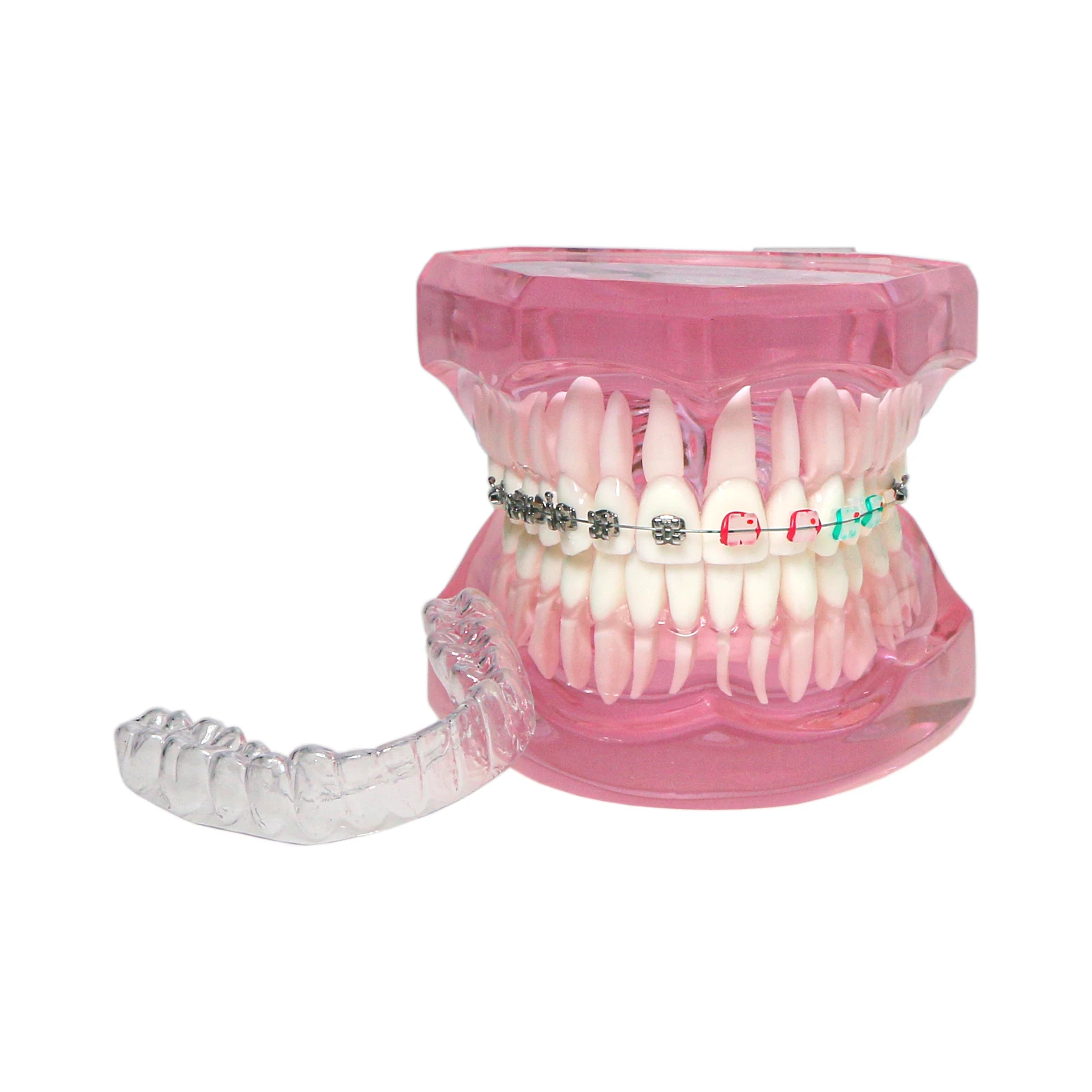 Model nauczania dentystyczny ortodontyczny z uchwytem metalowym ceramicznym Demo M3012