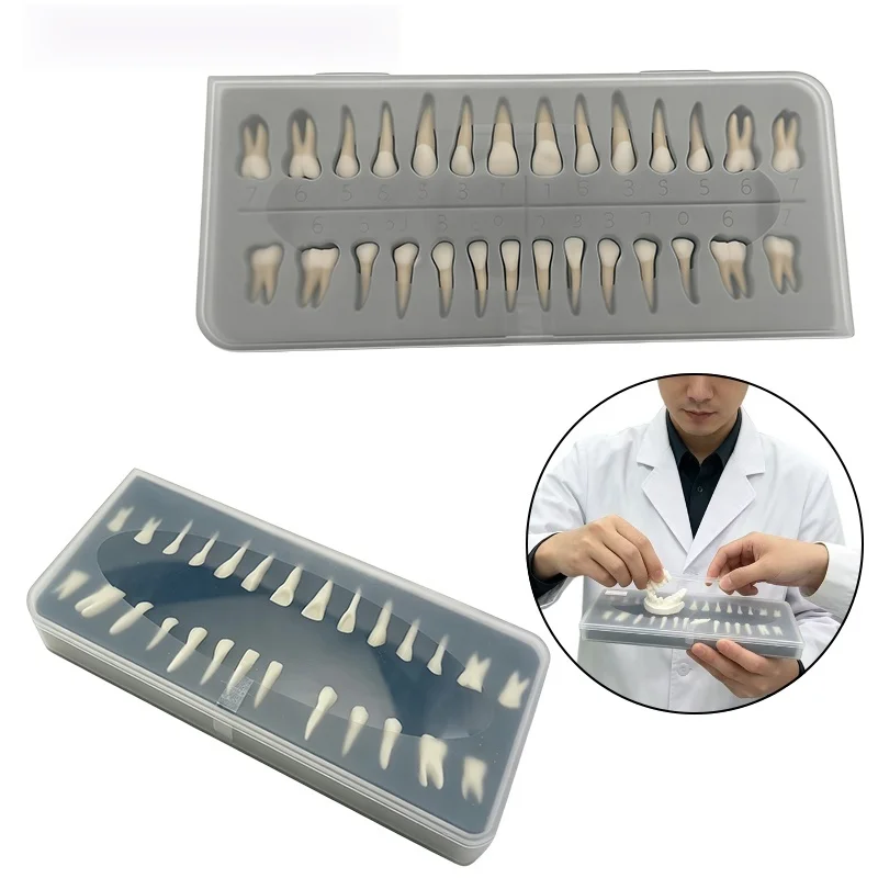 1Box Dentistry Simulation Ex Vivo Teeth:28-Tooth Set (Single-Color and Two-Color Permanent Tooth Roots) – Full-Mouth Adult Model