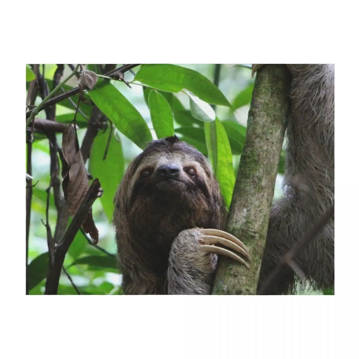 

Sloth 001 Throw Blanket Summer Furrys Weighted Luxury Throw Blankets