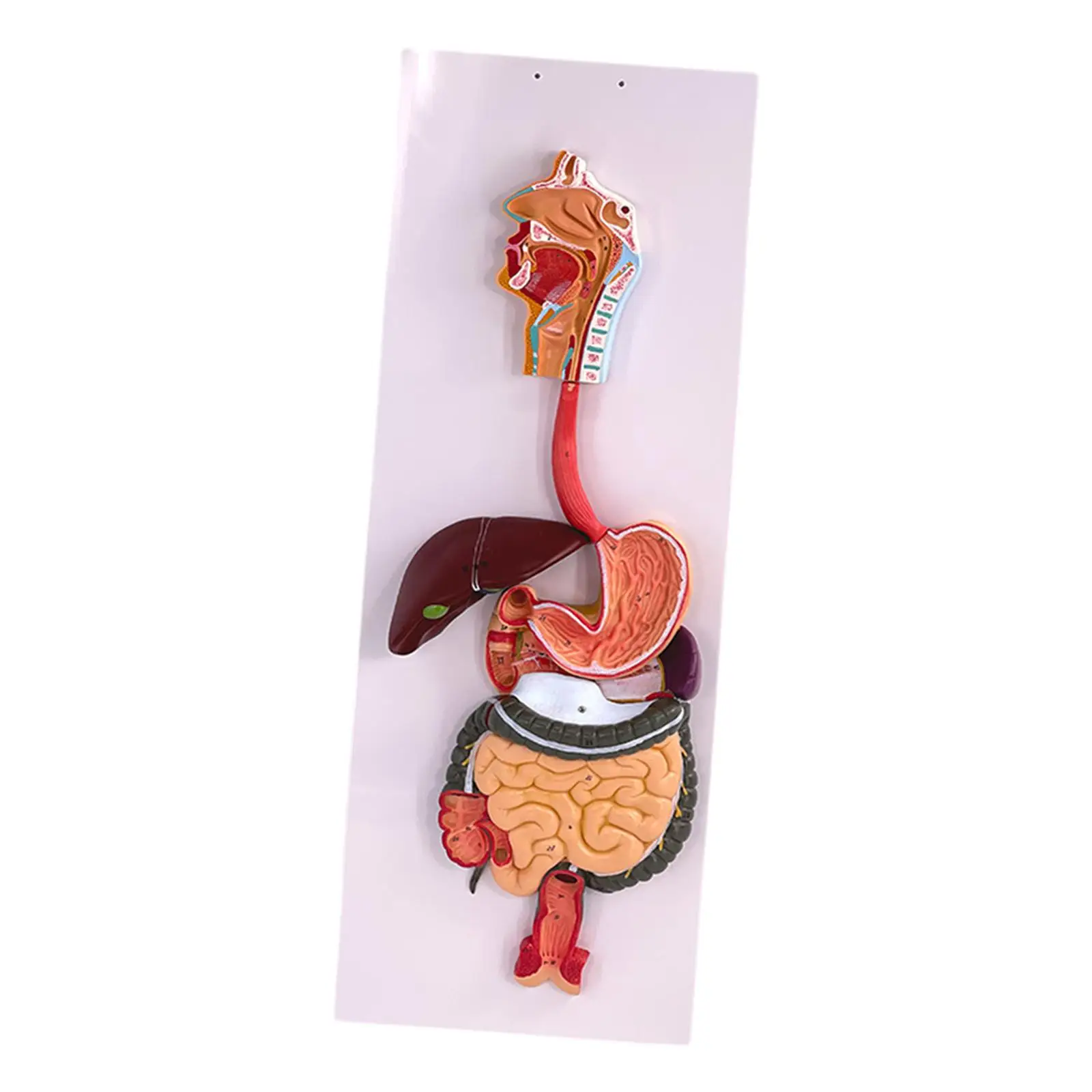 Digestive System Demonstration Model DIY Experiment Project Educational Tool for Ages 8+ Year Old School Teens Kids Class