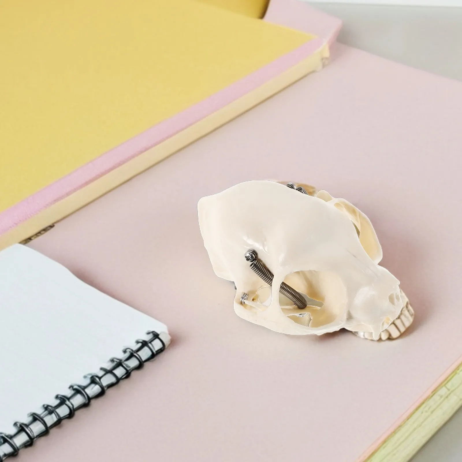 1pcs Cat Realistic Anatomical Skull Durable Educational Teaching Tool For Classroom Display Animal
