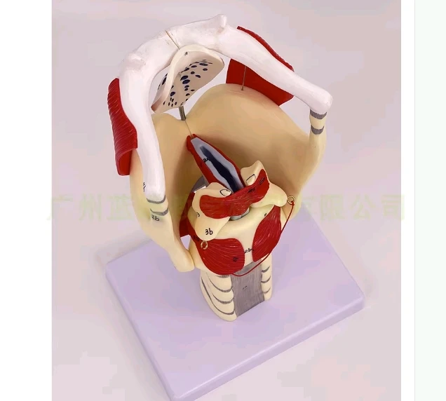 3 Times Enlargement Laryngeal Structure and Function Enlargement Model Teaching Equipment for Laryngeal Anatomy Model