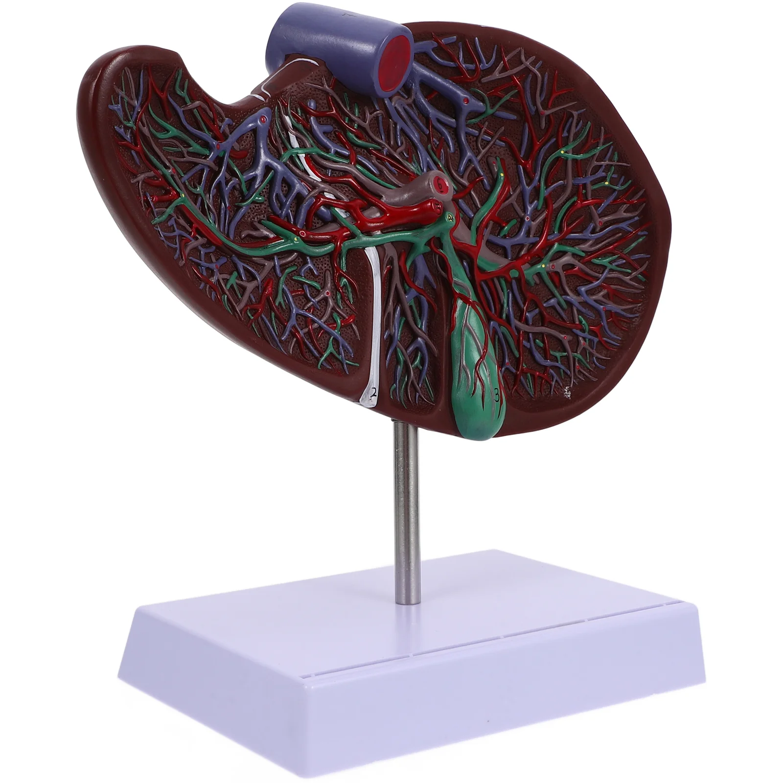 Liver Anatomical Model Models with Base Medical Health Care Display Teaching Plastic School Human Normal Body
