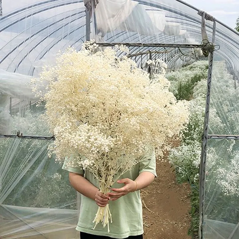 

Natural Dried Gypsophila Flores Artificial Dyed Bouquet 80g/Lot Naturally Planted Flowers That Never Fade For Home Wedding Decor