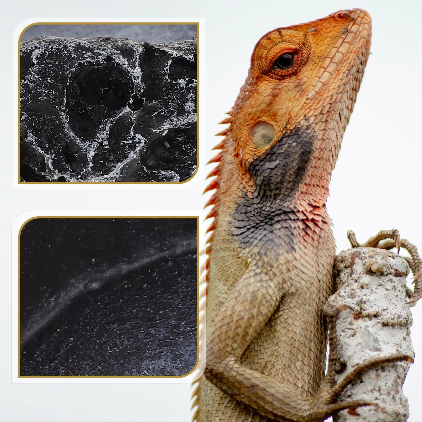 

Turtle Feeder Dish Safety Bowl Water Tray Premium Reptile Water Bowl Black Resin Decorative Wear Resistant Durable Pet Supplies