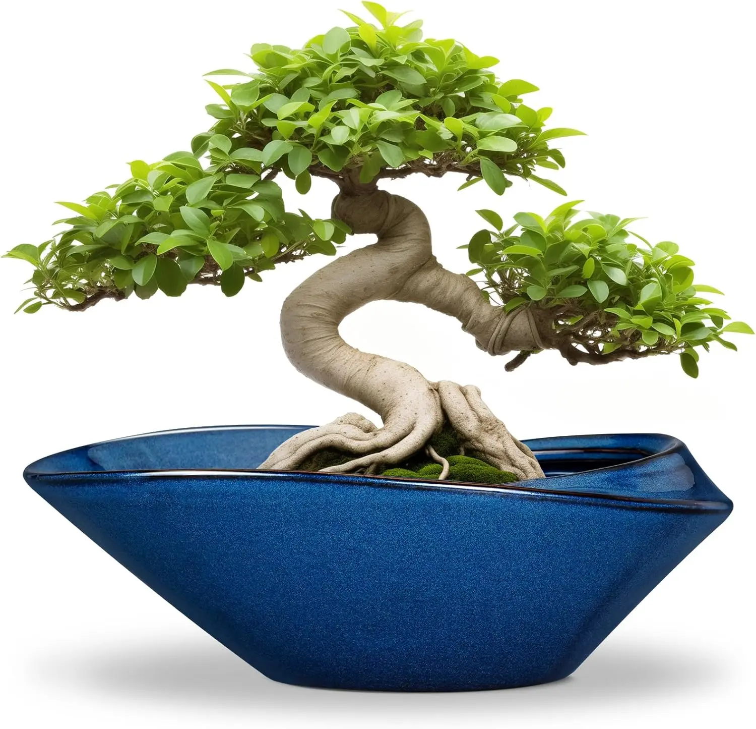 

Bonsai Tree Pot - Ceramic Planter Pot with Drainage Hole 12 Inch Bonsai Pots Decorative Orchid Succulent Plant Pots for